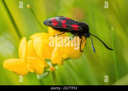 Burnet a sei punti - Zygaena filipendulae, splendida farfalla speciale da prati e giardini europei, Runde, Norvegia. Foto Stock