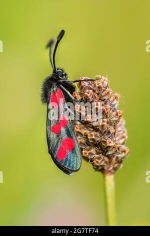 Burnet a sei punti - Zygaena filipendulae, splendida farfalla speciale da prati e giardini europei, Runde, Norvegia. Foto Stock