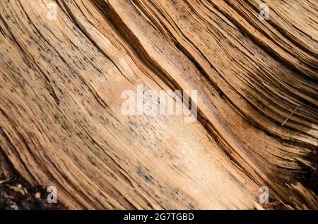 Sfondo naturale in legno con dettagli della superficie dell'albero e linee sottili e crepe, vista ravvicinata astratta Foto Stock