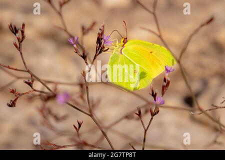 Primo piano di una farfalla maschile Cleopatra (gonepteryx cleopatra italica) nel Parco Nazionale del Gargano, Puglia, Italia; ambiente privo di pesticidi Foto Stock