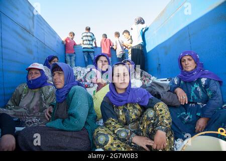 Adana / Turchia - 09/26/2014: Lavoratori stagionali che lavorano nel campo del cotone. Foto Stock