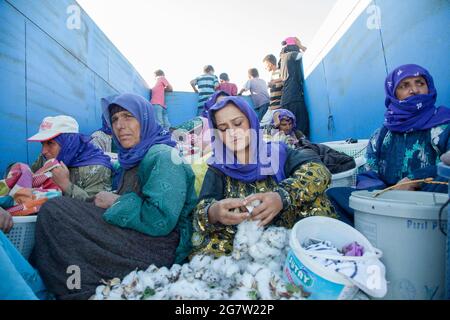 Adana / Turchia - 09/26/2014: Lavoratori stagionali che lavorano nel campo del cotone. Foto Stock