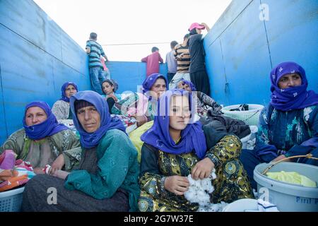 Adana / Turchia - 09/26/2014: Lavoratori stagionali che lavorano nel campo del cotone. Foto Stock