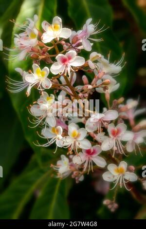 Insolito Aesculus indica, cavallo indiano castagno in fiore, motivi naturali e colori in natura Foto Stock