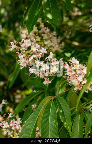 Insolito Aesculus indica, cavallo indiano castagno in fiore, motivi naturali e colori in natura Foto Stock