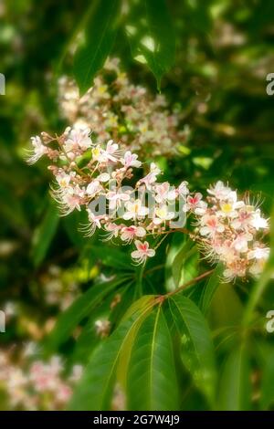 Insolito Aesculus indica, cavallo indiano castagno in fiore, motivi naturali e colori in natura Foto Stock