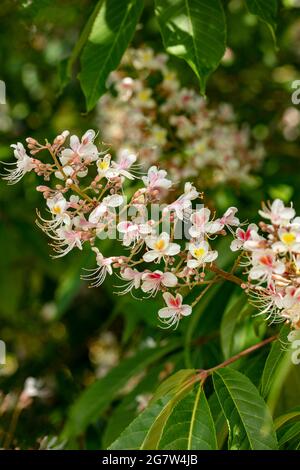 Insolito Aesculus indica, cavallo indiano castagno in fiore, motivi naturali e colori in natura Foto Stock