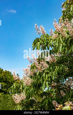 Insolito Aesculus indica, cavallo indiano castagno in fiore, motivi naturali e colori in natura Foto Stock