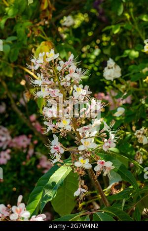 Insolito Aesculus indica, cavallo indiano castagno in fiore, motivi naturali e colori in natura Foto Stock