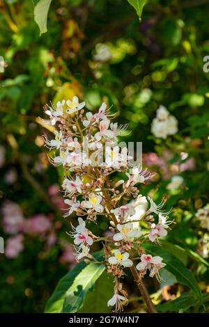 Insolito Aesculus indica, cavallo indiano castagno in fiore, motivi naturali e colori in natura Foto Stock