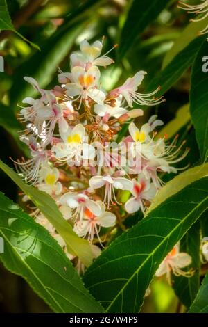 Insolito Aesculus indica, cavallo indiano castagno in fiore, motivi naturali e colori in natura Foto Stock