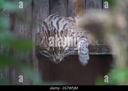 Scatto di dettaglio di un gatto da pesca, Prionailurus viverrinus, che dorme su una panchina di legno con la testa e la zampa appesi in basso. Gatto selvatico di medie dimensioni di Sou Foto Stock