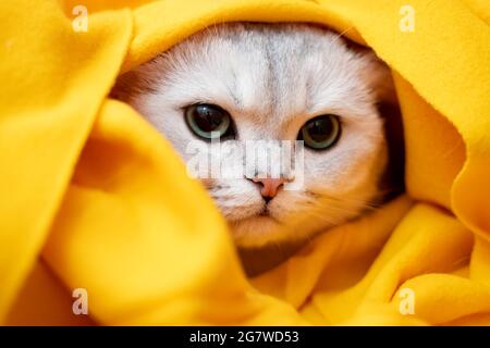 Gatto nello stress e nella depressione, era spaventato e nascosto in una plaid gialla. Concetto psicologico. Animali che si preparano per l'inverno freddo. Foto Stock