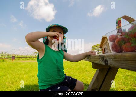 Bonvilston, Galles, Regno Unito. 16 luglio 2021. La giovane raccoglitrice di fragole, Eve Hawkins, 2, gode dei frutti del suo lavoro a vale Pick your own farm in vale of Glamorgan, mentre un'ondata di caldo continua in gran parte del Regno Unito. Credit: Mark Hawkins/Alamy Live News Foto Stock