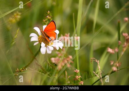 Maschio grande farfalla di rame (Lycaena dispar) su margherita (leucanthemum) fioritura in montagna prato di Pfossental (Naturpark Texelgruppe) Schnals Südtirol Foto Stock