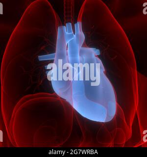 Il cuore fa parte dell'anatomia del sistema circolatorio degli organi interni umani. 3D Foto Stock