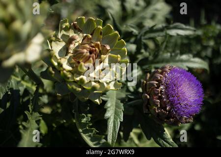 Il carciofo globo (Cynara cardunculus var. Scolymus), conosciuto anche con i nomi di carciofo francese e carciofo verde negli Stati Uniti, è una varietà di a s. Foto Stock