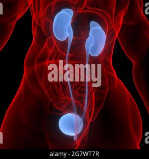 Organi interni umani reni del sistema urinario con anatomia della vescica. 3D Foto Stock