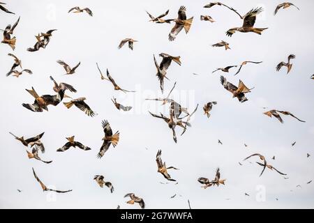 Red Kites (Milvus milvus), girando sull'erba al Gitrin Farm Red Kite Feeding Center in Galles, Regno Unito. Foto Stock