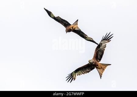 Red Kites (Milvus milvus), girando sull'erba al Gitrin Farm Red Kite Feeding Center in Galles, Regno Unito. Foto Stock