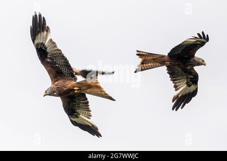 Red Kites (Milvus milvus), girando sull'erba al Gitrin Farm Red Kite Feeding Center in Galles, Regno Unito. Foto Stock