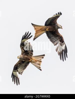 Red Kites (Milvus Milvus Milvus), che si ingooking giù per raccogliere il cibo sull'erba al Gitrin Farm Red Kite Feeding Center in Galles, Regno Unito. Foto Stock