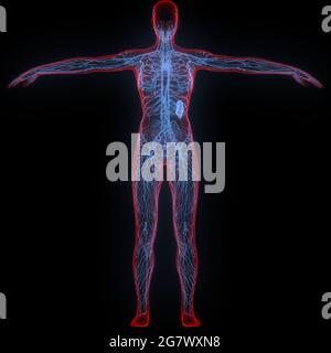 I linfonodi fanno parte dell'anatomia del sistema interno umano. 3D Foto Stock