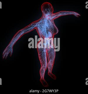 I linfonodi fanno parte dell'anatomia del sistema interno umano. 3D Foto Stock