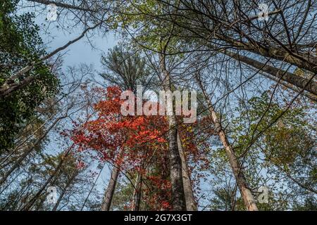 Guardando verso l'alto verso il fogliame rosso luminoso circondato da altri alberi colorati fino al cielo in una giornata di sole in autunno Foto Stock