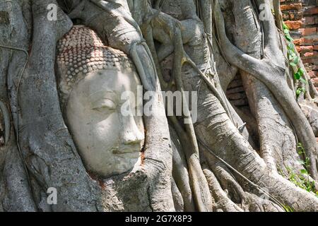 Meraviglie della natura, la testa dell'immagine del buddha di arenaria nelle radici degli alberi. Foto Stock