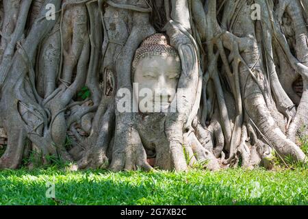 Meraviglie della natura, la testa dell'immagine del buddha di arenaria nelle radici degli alberi. Foto Stock