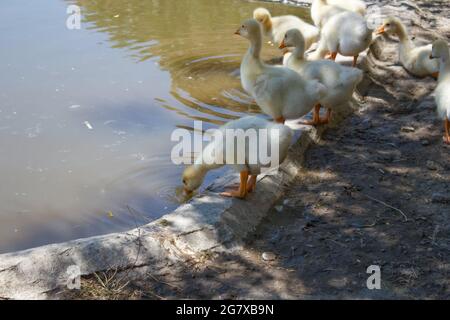 I piccoli pettini sono in piedi al bordo dell'acqua. Acqua potabile per le oche del bambino. Foto di sfondo della fauna selvatica. Foto Stock