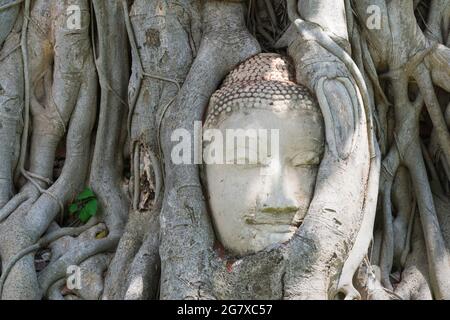 Meraviglie della natura, la testa dell'immagine del buddha di arenaria nelle radici degli alberi. Foto Stock