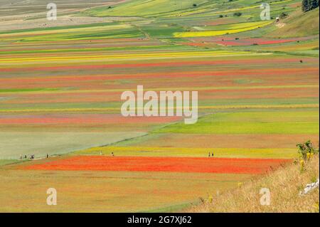 Veduta aerea della gente che cammina nei campi fioriti di Castelluccio di Norcia, in Italia, nella stagione estiva Foto Stock