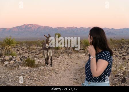 Giovane donna che guarda un asino carino in piedi nel deserto sullo sfondo delle colline al tramonto Foto Stock