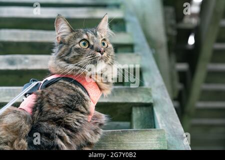 Gatto carino con la sua nuova imbracatura rosa agghiacciante su una torre di osservazione di uccelli in legno nel parco. Gattino soffice godendosi la sua passeggiata nel parco. Gatto su un leach in cerca di pregare. Caccia al gatto selvatico per gli uccelli Foto Stock