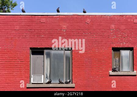 Piccioni su una casa Foto Stock