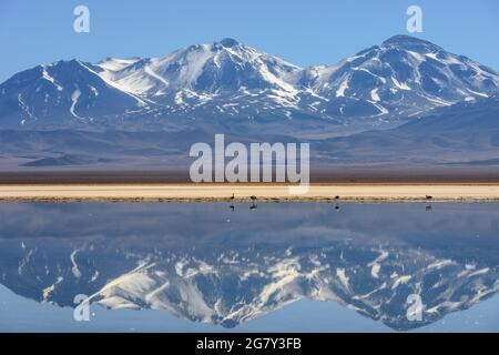 Nevado coperto di neve (vulcano) Tres Cruces che si riflette in un lago ad alta quota Laguna Santa Rosa nel Parque Nacional Nevado de Tres Cruces, Chile Andes Foto Stock