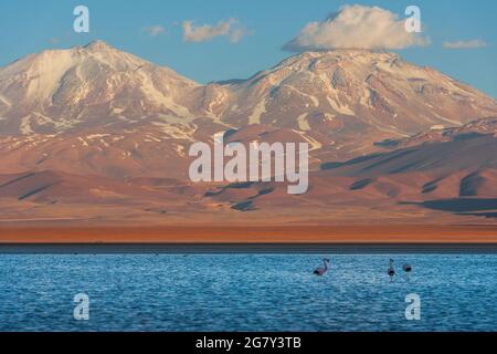 Nevicate Nevado Tres Cruces al tramonto e Lago Laguna Santa Rosa con fenicotteri rosa nel deserto arido e arido Atacama vicino a Cobiapo, Cile Foto Stock