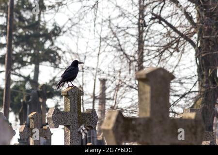 Fuoco basso di un corvo appollaiato su una croce nel cimitero Foto Stock