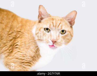 Un gatto tabby shorthair arancione che attacca la lingua mentre leccano le sue labbra Foto Stock