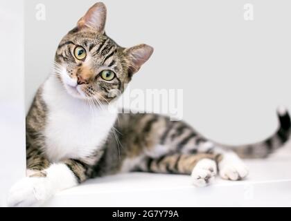 Un gatto tabby shorthair con la punta dell'orecchio sinistro, sdraiato e guardando la telecamera con un'inclinazione della testa Foto Stock