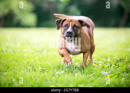 Un Boxer x Pit Bull Terrier razza mista cane che cammina con una postura accovacciata e uno sguardo di concentrazione sulla sua faccia Foto Stock