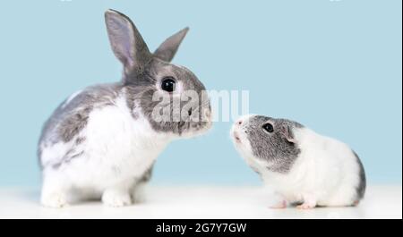 Un simpatico coniglio misto di razza nana grigio e bianco e una Guinea Pig americana che si guarda l'un l'altro Foto Stock