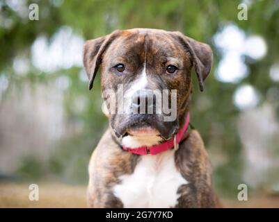 Un brindle e bianco Boxer x Pit Bull Terrier razza mista cane che indossa un collare rosso Foto Stock