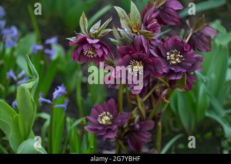 La pianta di Helleborus prima fiorisce nel giardino in inverno. Fiori viola e boccioli ibridi ellehofori fioriscono ultimo da febbraio a maggio. Inferno Foto Stock