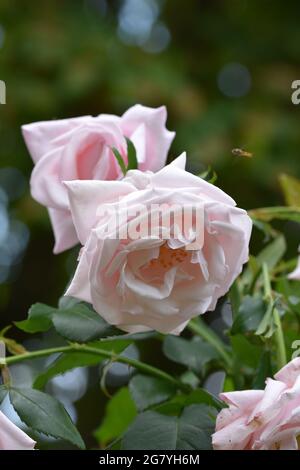 Un paio di rose da giardino rosa chiaro questi sono anche conosciuti come la Cina o rosa bengala (rosa chinensis/rosa cinese Foto Stock
