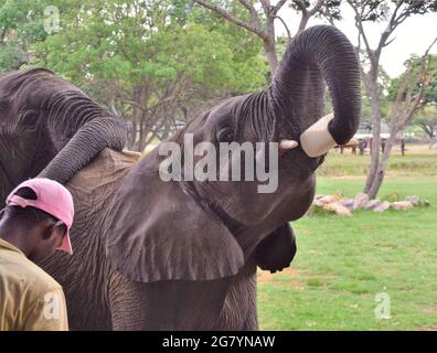 Un orfano elefante salvato beve latte da una bottiglia di plastica in un santuario della fauna selvatica e centro di riabilitazione in Zimbabwe. Foto Stock