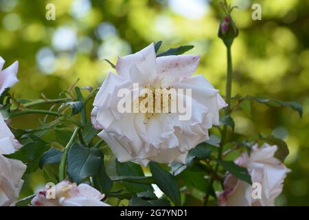 Un unico giardino cina rosa anche noto come il Bengala rosa con uno splendido ed elegante verde natura bokeh sfondo Foto Stock