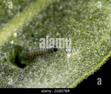 Macro foto del primo istar farfalla monarca bruco alimentazione su foglia verde fuzzy di munghie comune, Asclepias siriaca Foto Stock